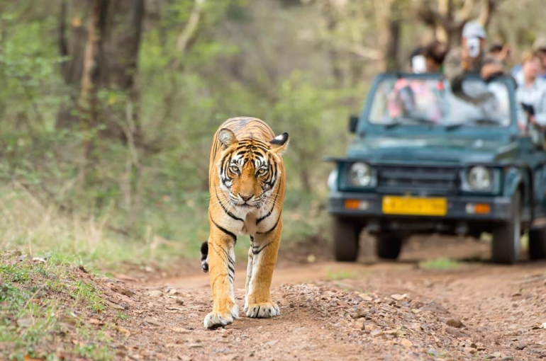 Indian Tiger Tour