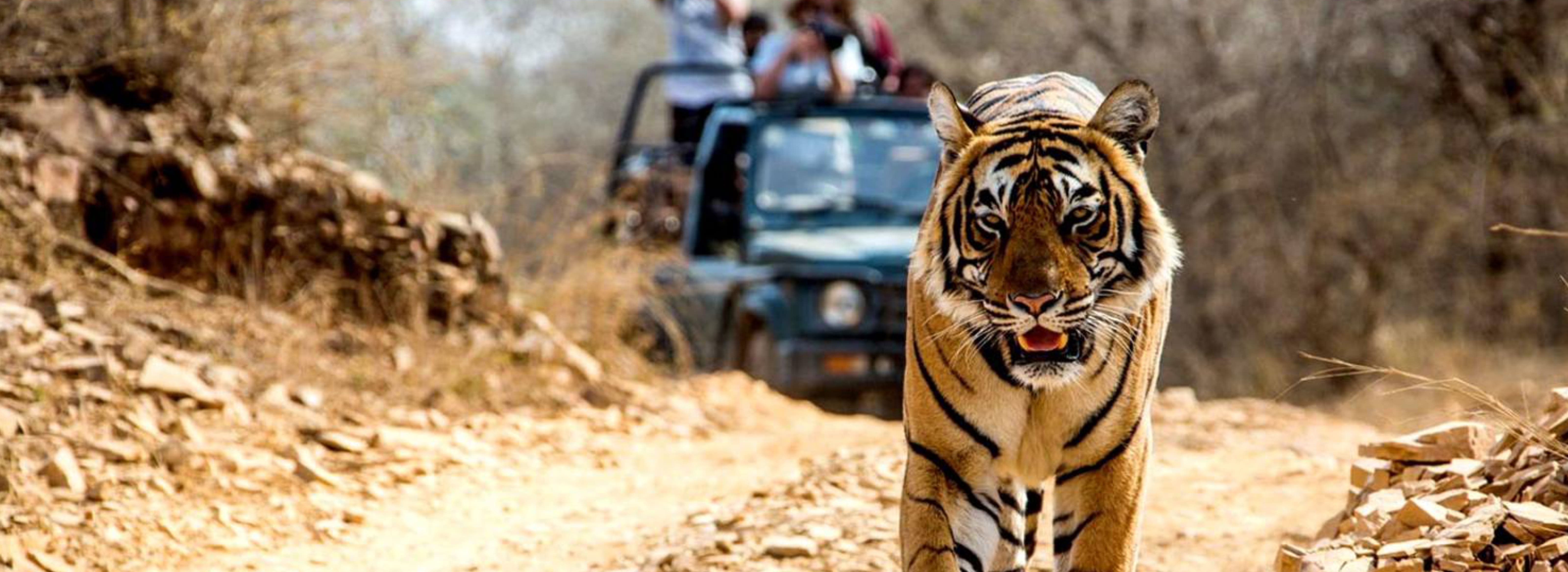 Golden Triangle Tour with Ranthambore - Taj and Tiger Tour