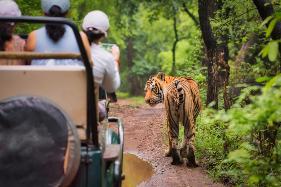 10 Days Golden Triangle Tour with Ranthambore Safari