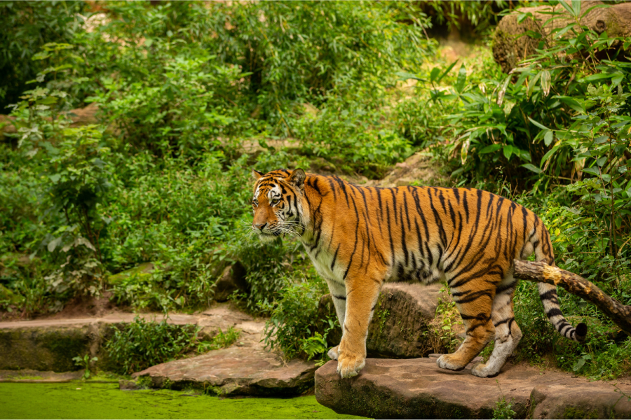 Indian Tiger Tour