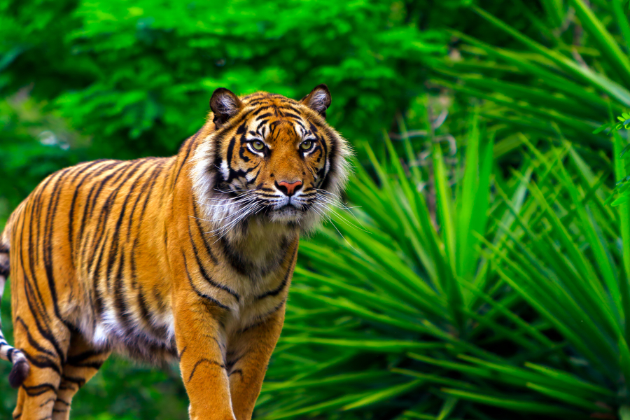 India Wildlife Tour Package