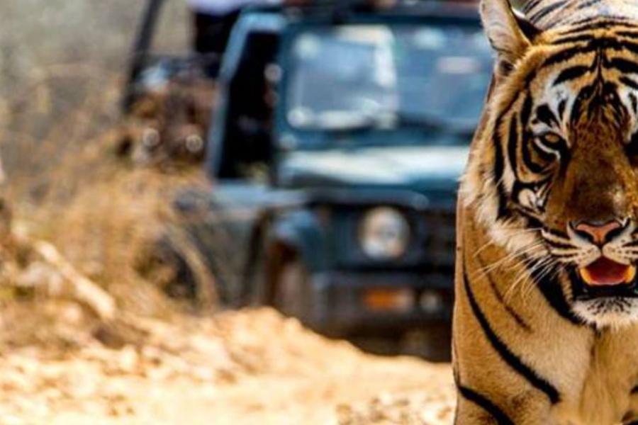 Golden Triangle Tour with Ranthambore – Taj and Tiger Tour