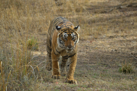 Guide for the Visit of Ranthambore National Park in Rajasthan