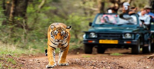 best wildlife tours in india