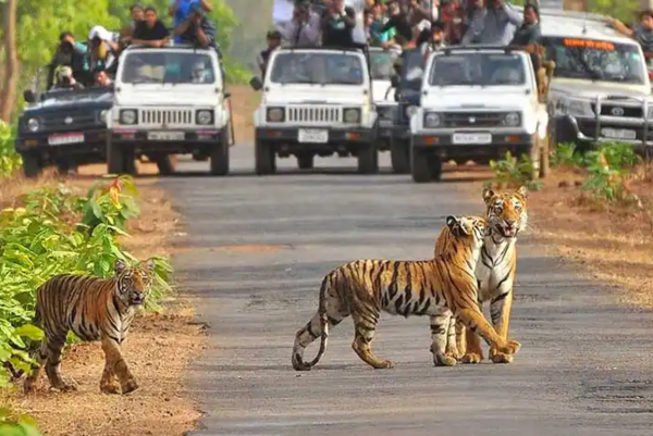 Best Time to See Tigers 