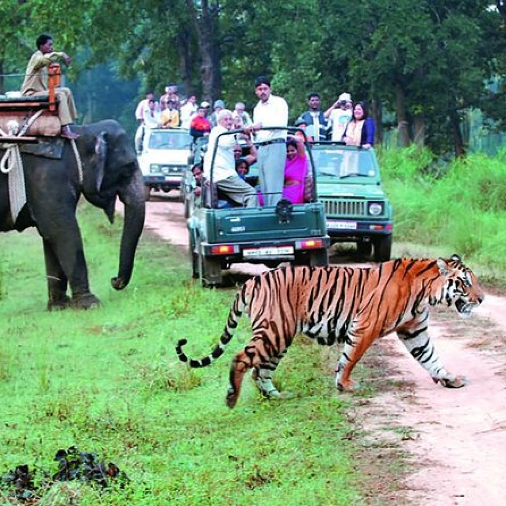 Wildlife Tour