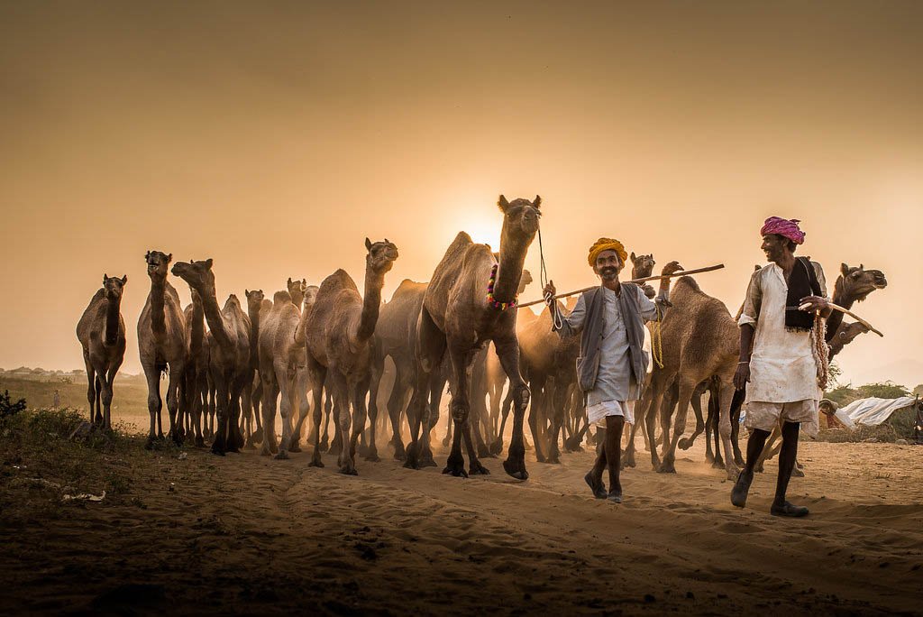 Pushkar Camel Fair 2026