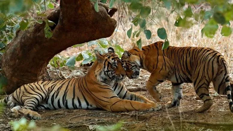 Best Time to Visit Ranthambore National Park