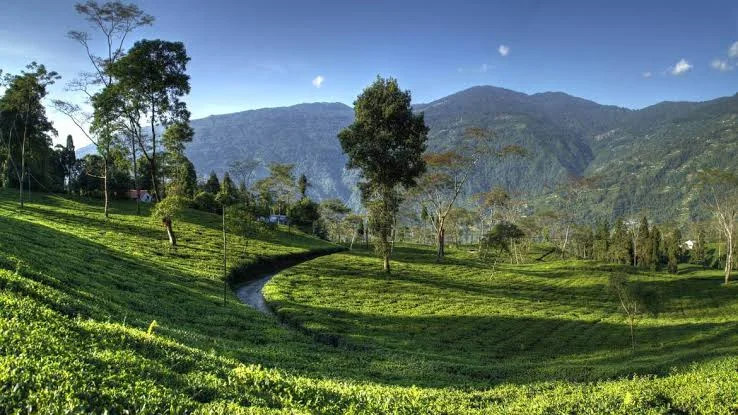 Darjeeling Tour Guide 2026 