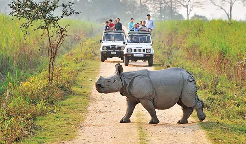 India Wildlife Safari
