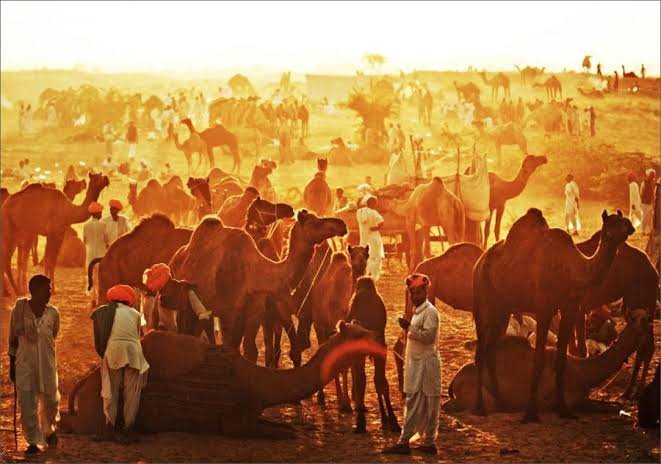 Pushkar Camel Fair