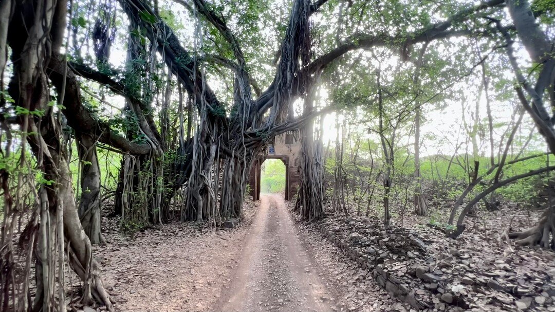 Ranthambore Open in October