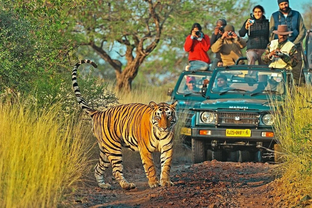 Ranthambore Tiger Safari October 