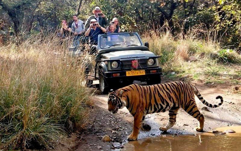 Senior couple on a comfortable jeep safari in Ranthambore National Park